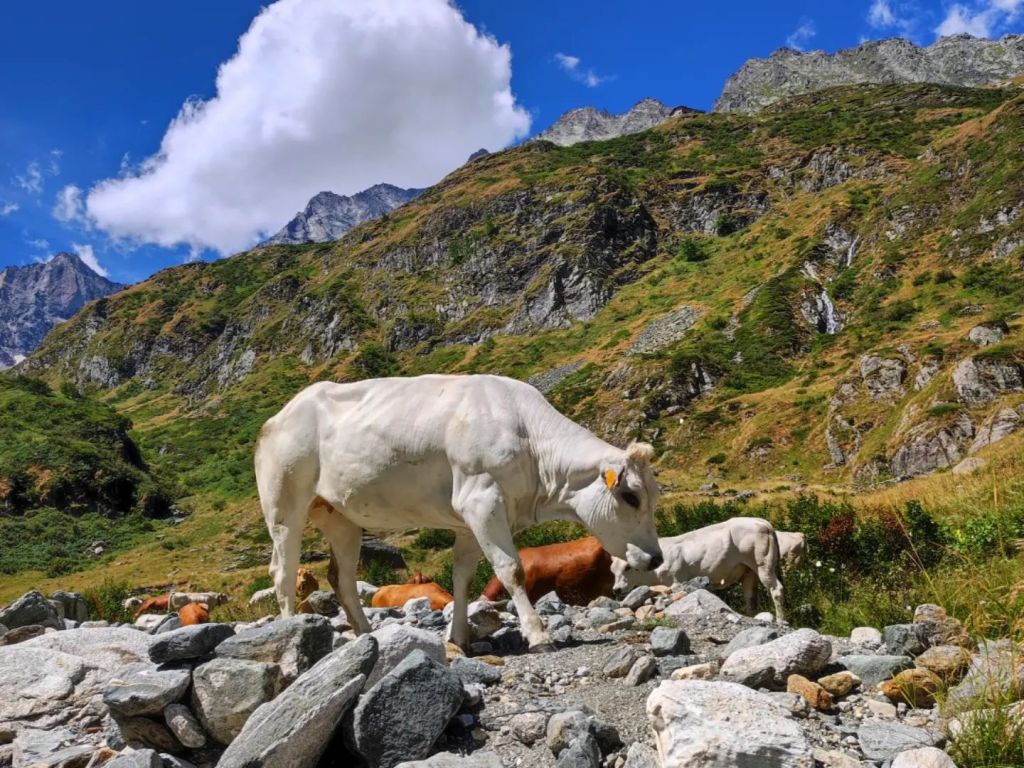Trekking tra i laghi alpini: tre mete imperdibili